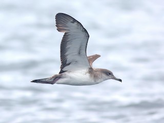  - Cape Verde Shearwater