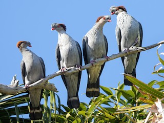  - Topknot Pigeon