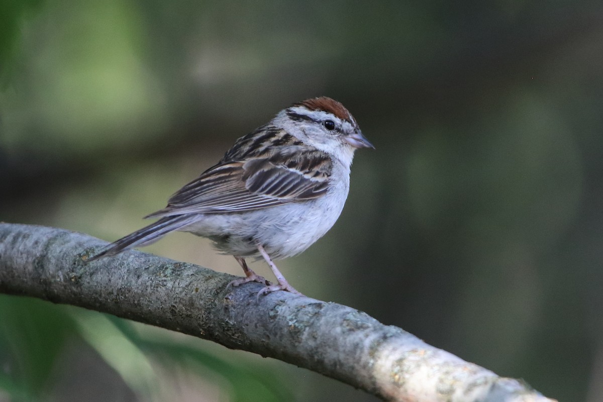 Chipping Sparrow - ML475257521