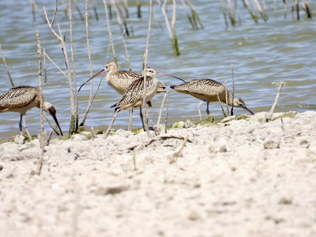 Long-billed Curlew - ML475260101