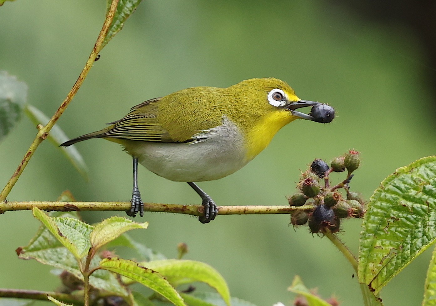 Anjouan Whiteeye eBird