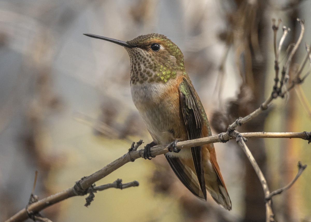 Rufous Hummingbird - ML475263751