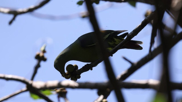 Коморский зелёный голубь - ML475267401