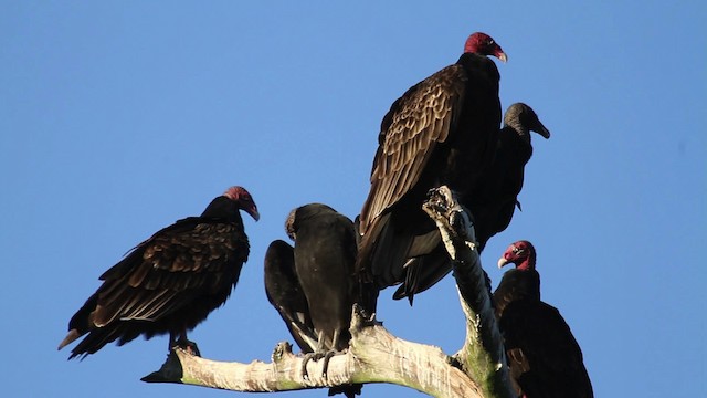 Turkey Vulture - ML475269