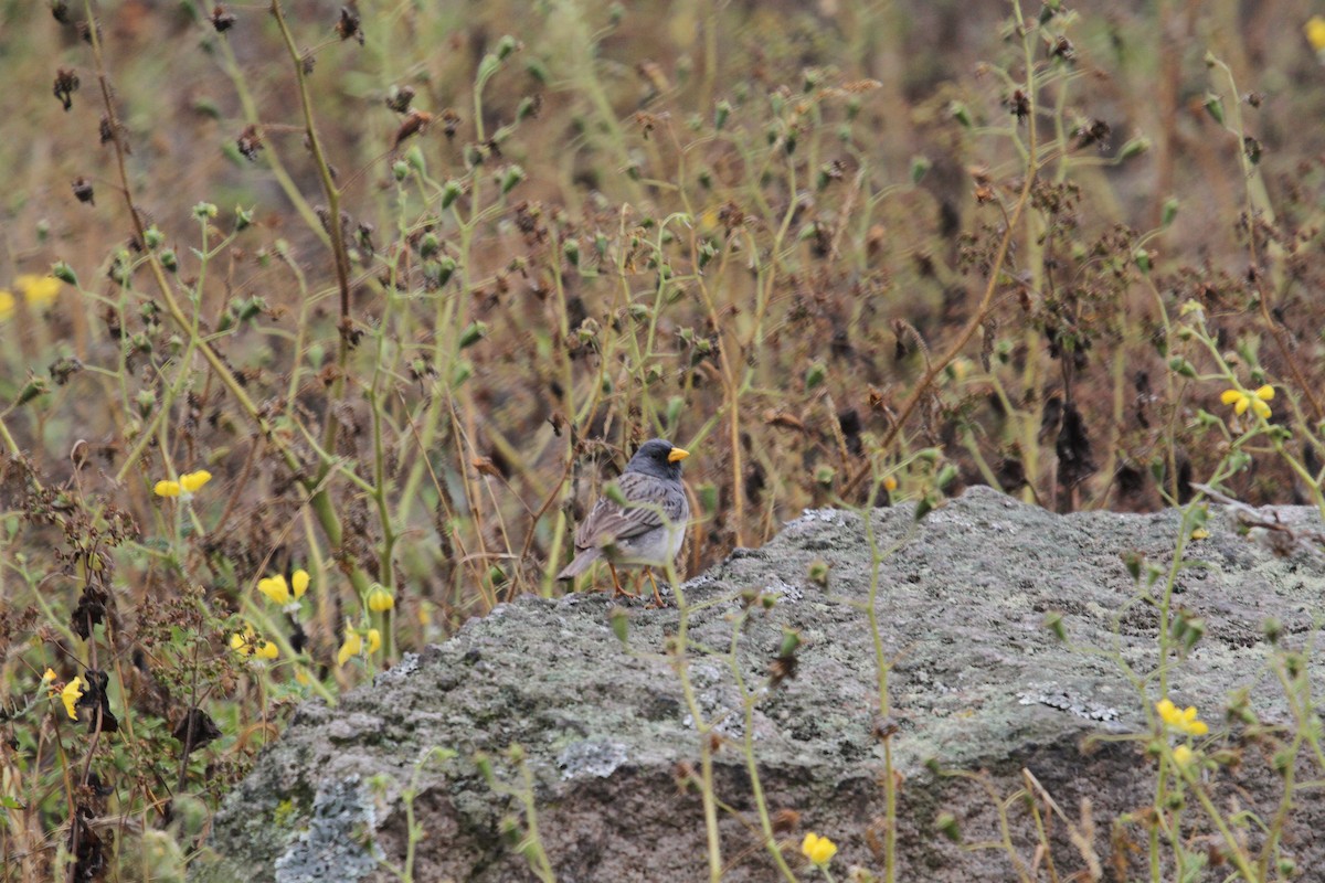 Band-tailed Sierra Finch - Knut Hansen
