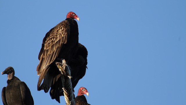 Turkey Vulture - ML475271