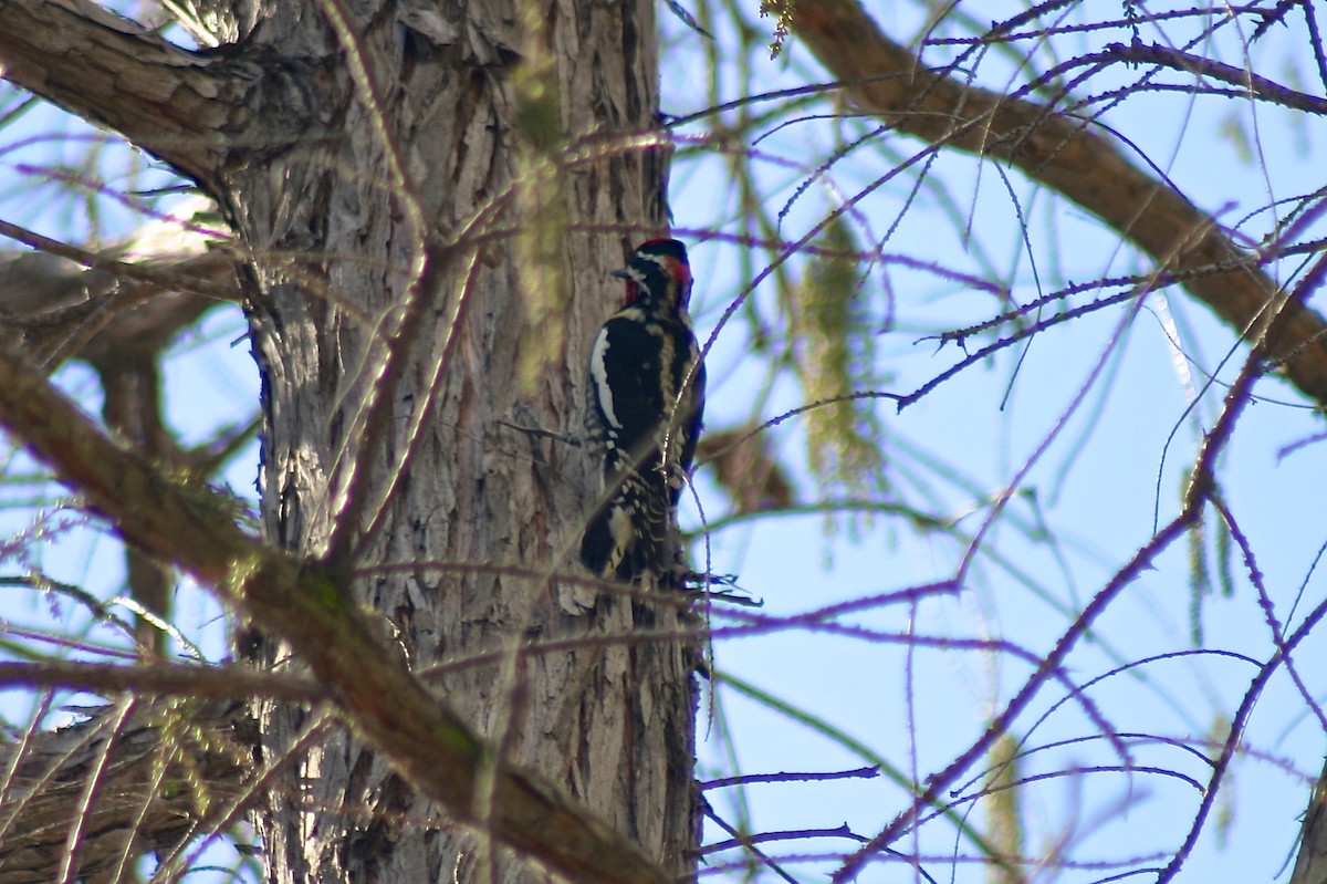 Red-naped Sapsucker - Alison Hiers