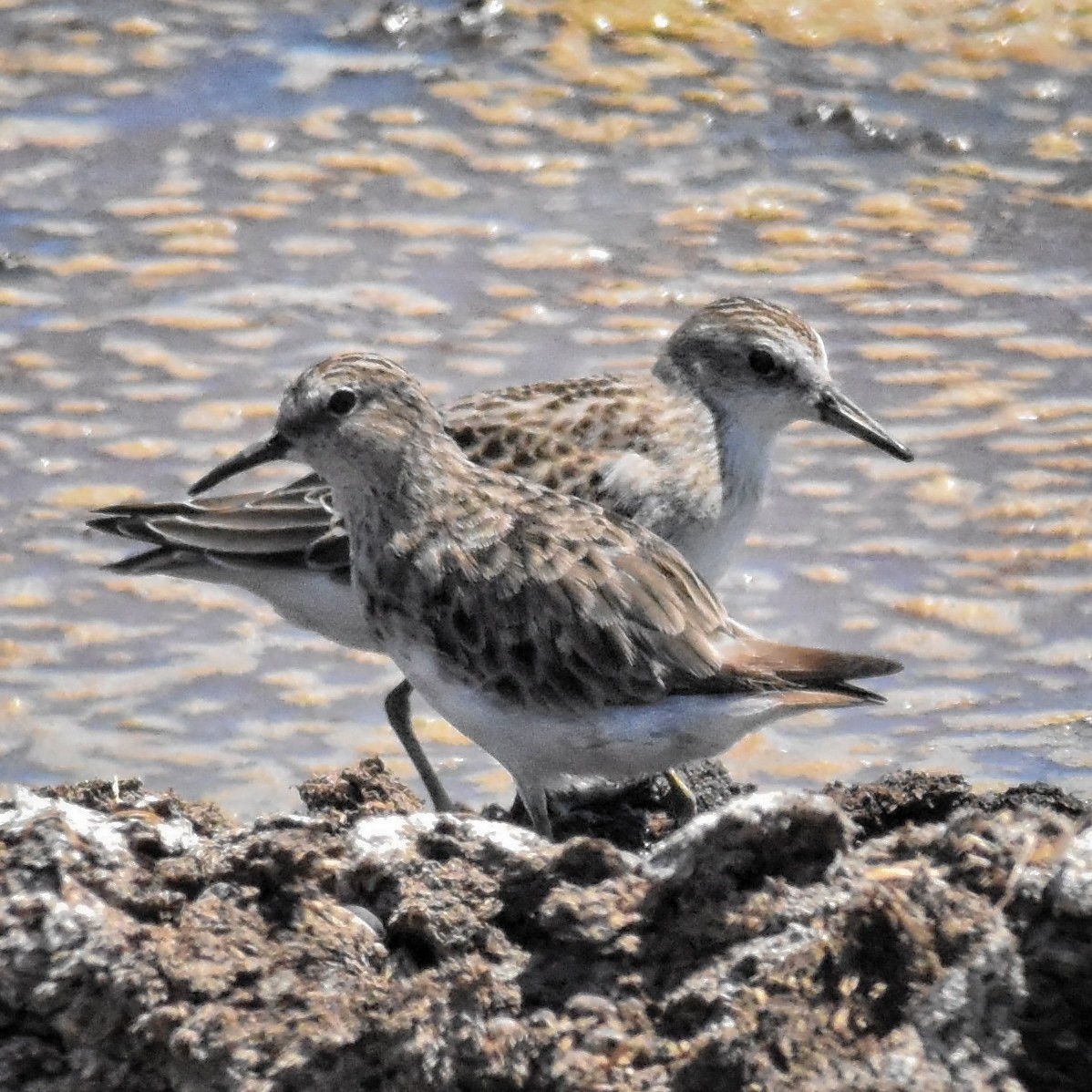 eBird Checklist - 13 Aug 2022 - Cross Creek Dairy sludge ponds - 12 species