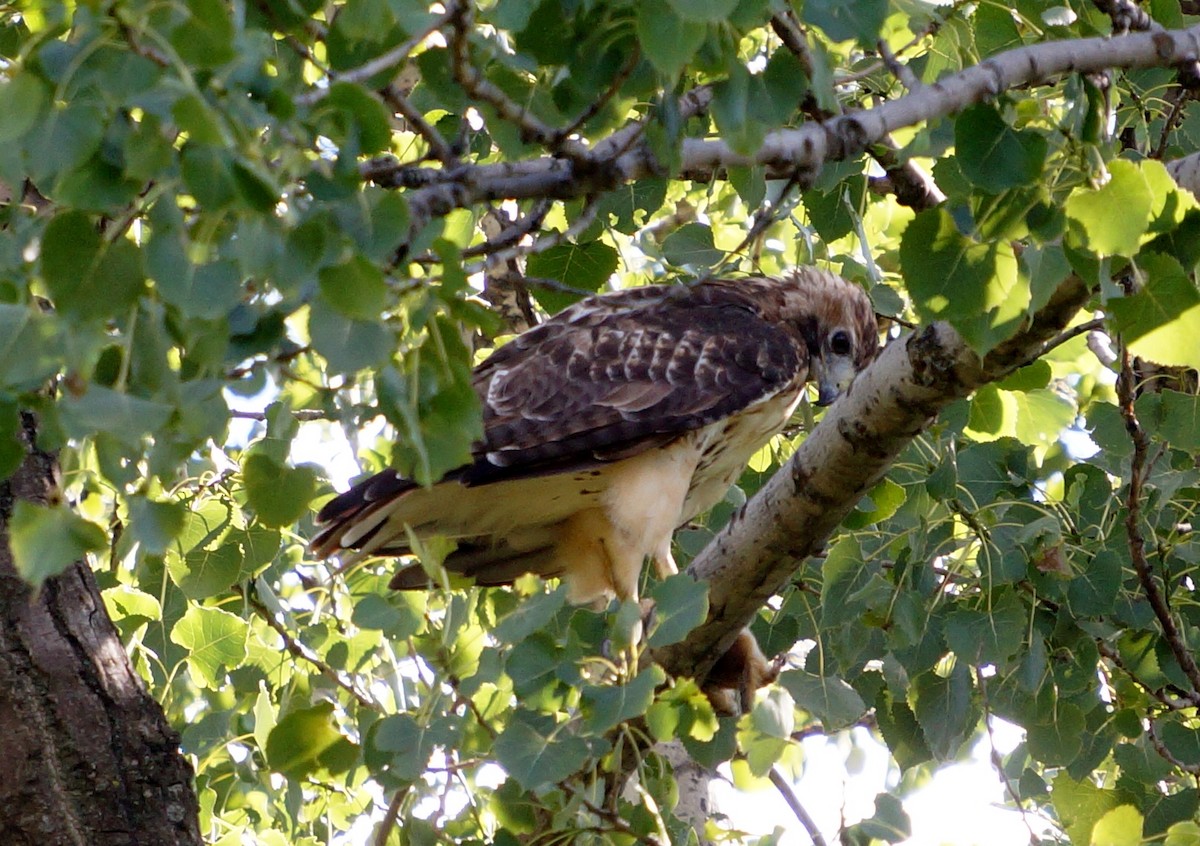 Red-tailed Hawk - ML475283281