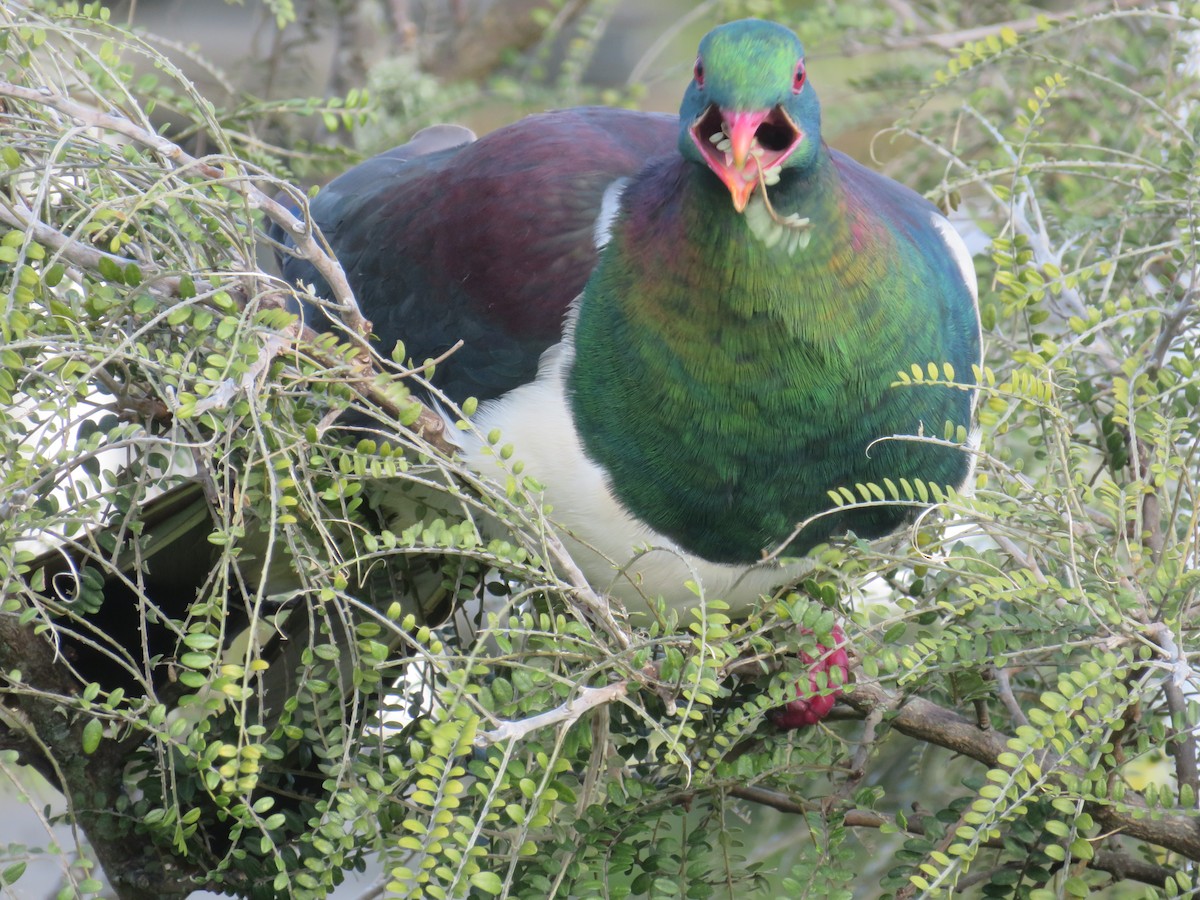 New Zealand Pigeon - ML475285581