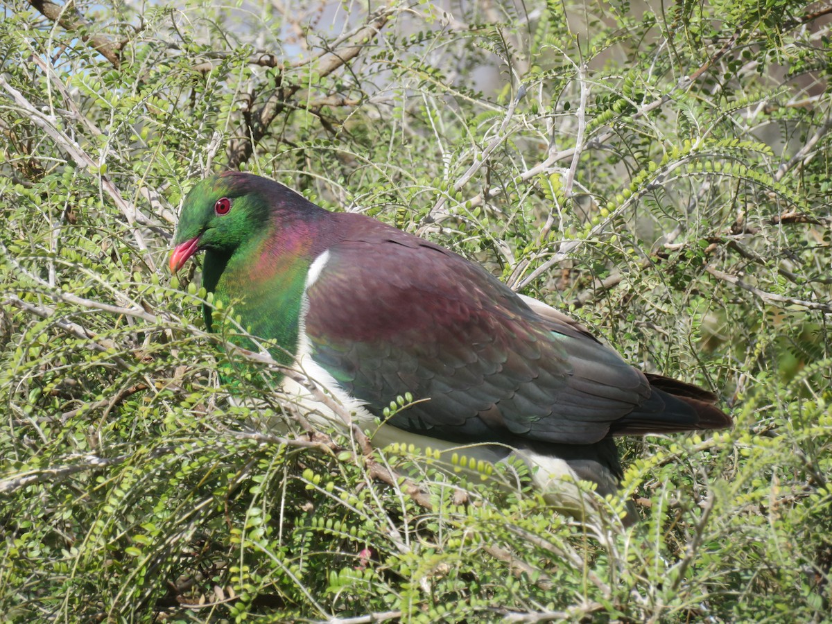 New Zealand Pigeon - ML475285591