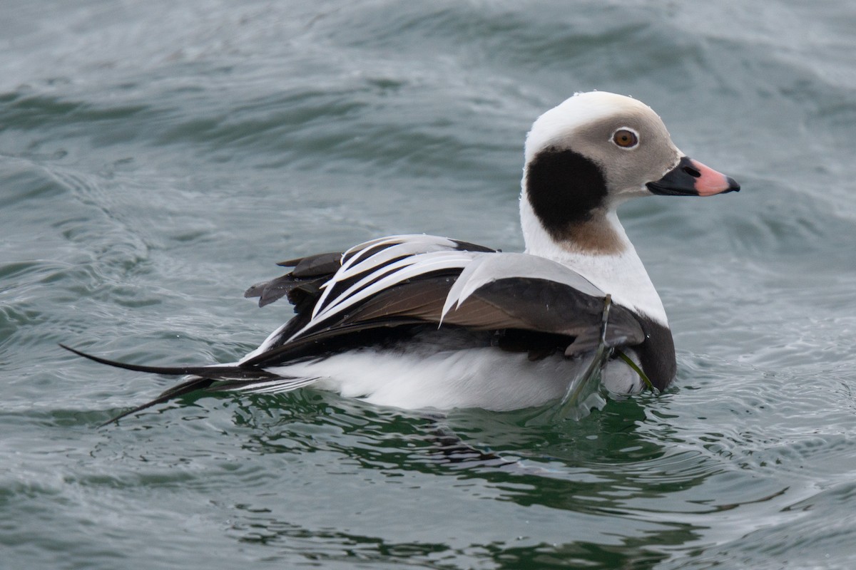 Long-tailed Duck - ML475293461