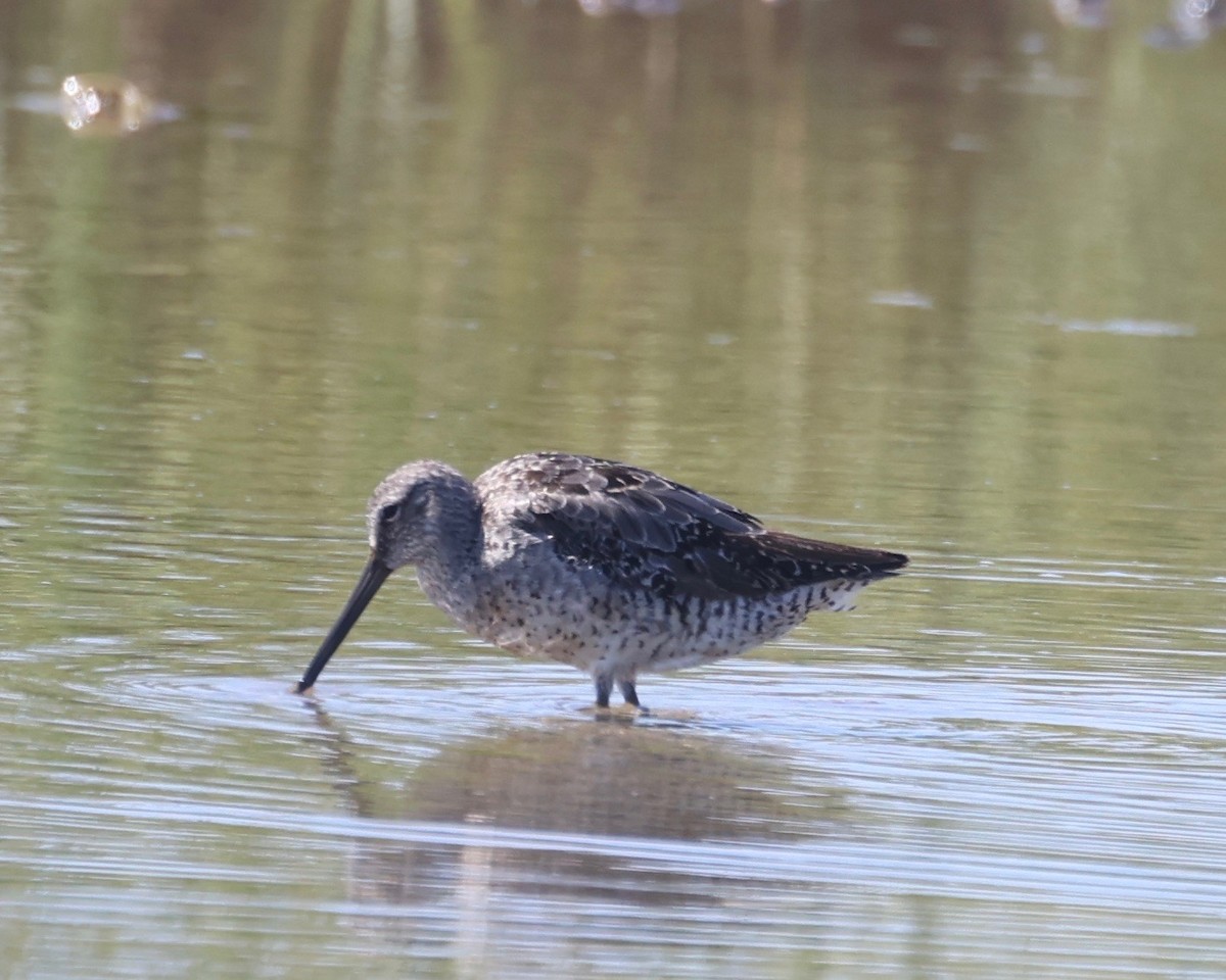 Long-billed Dowitcher - ML475293831