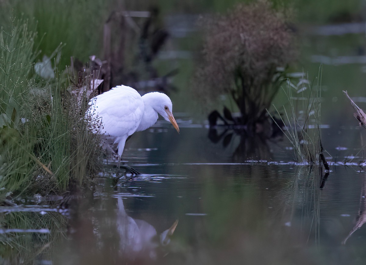Western Cattle Egret - Jeff Timmons