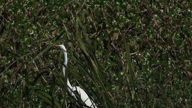 Большая белая цапля (egretta) - ML475297