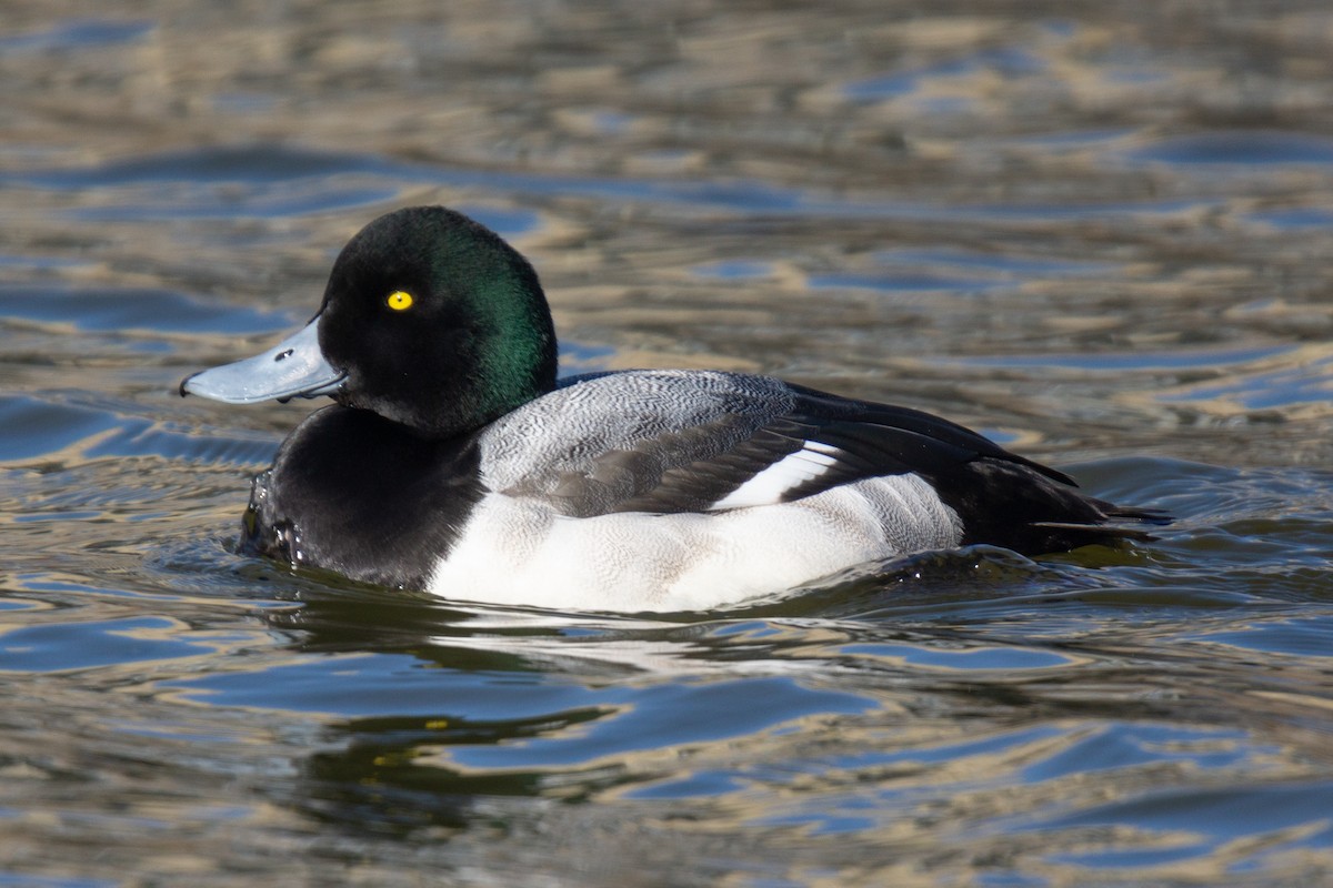 Greater Scaup - ML475297201