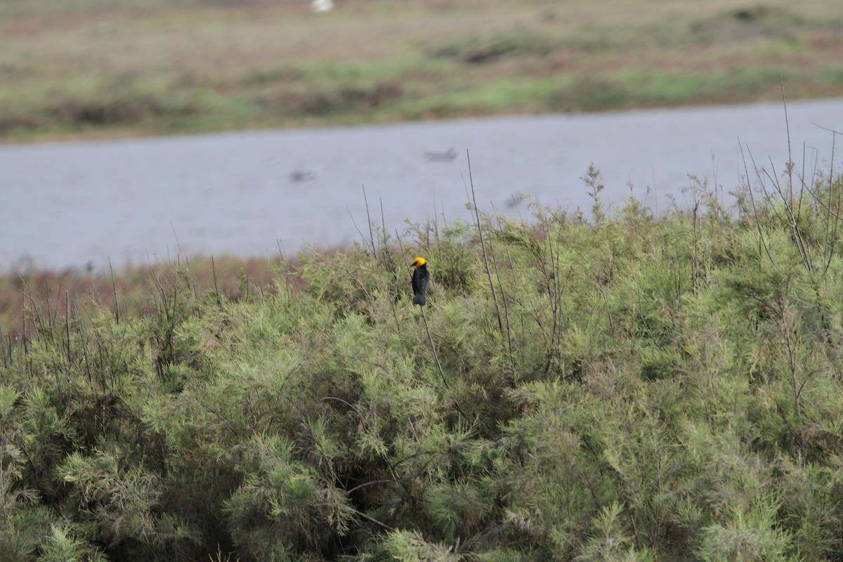 Yellow-hooded Blackbird - ML47530331