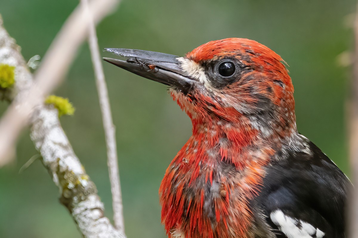Red-breasted Sapsucker - ML475307721