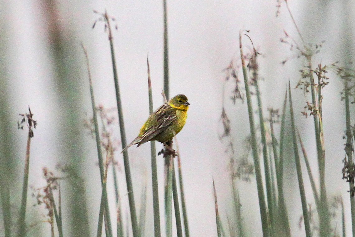 Grassland Yellow-Finch - Knut Hansen