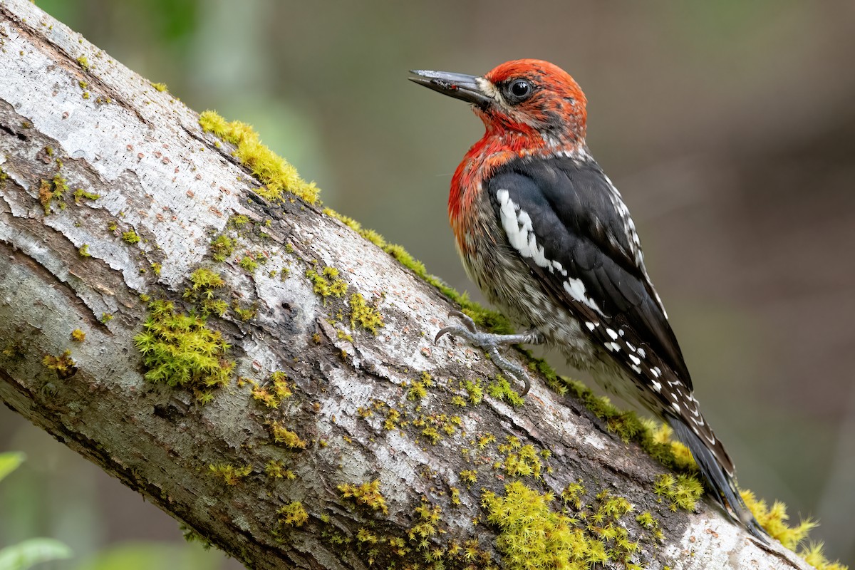 Red-breasted Sapsucker - ML475308101