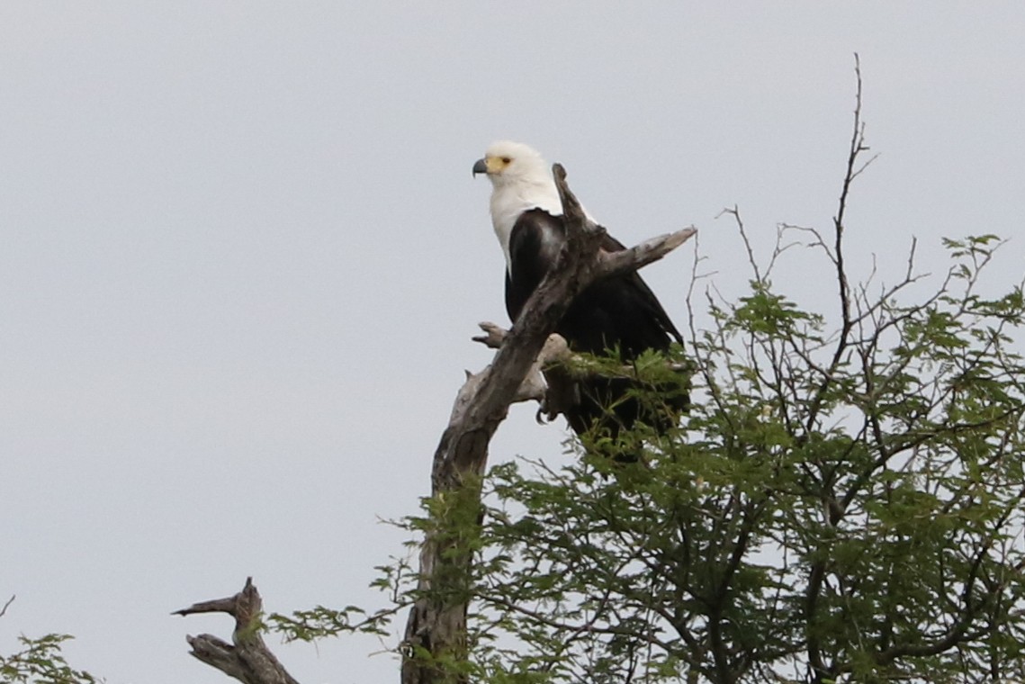 African Fish-Eagle - ML47531411