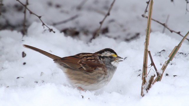 White-throated Sparrow - ML475319