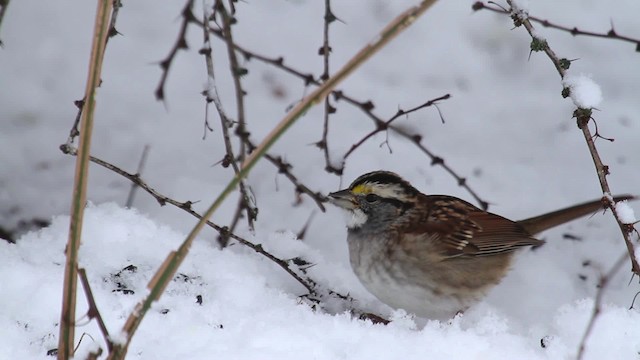 White-throated Sparrow - ML475321