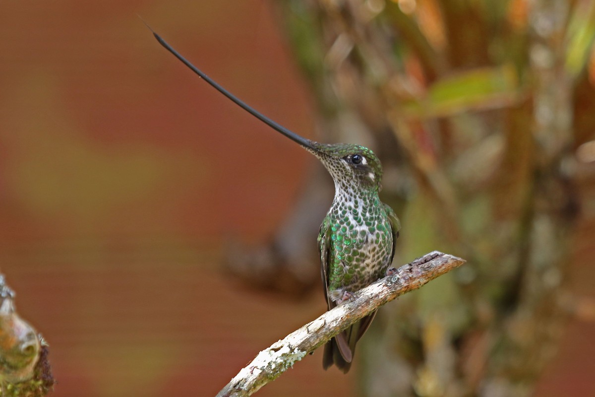 Sword-billed Hummingbird - Joan and/or George Sims