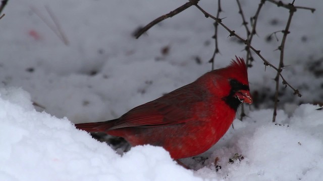 Northern Cardinal - ML475326