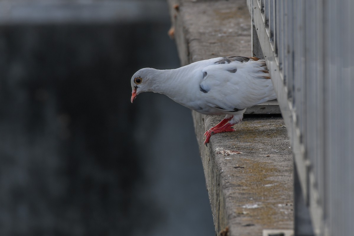 Rock Pigeon (Feral Pigeon) - ML475334781