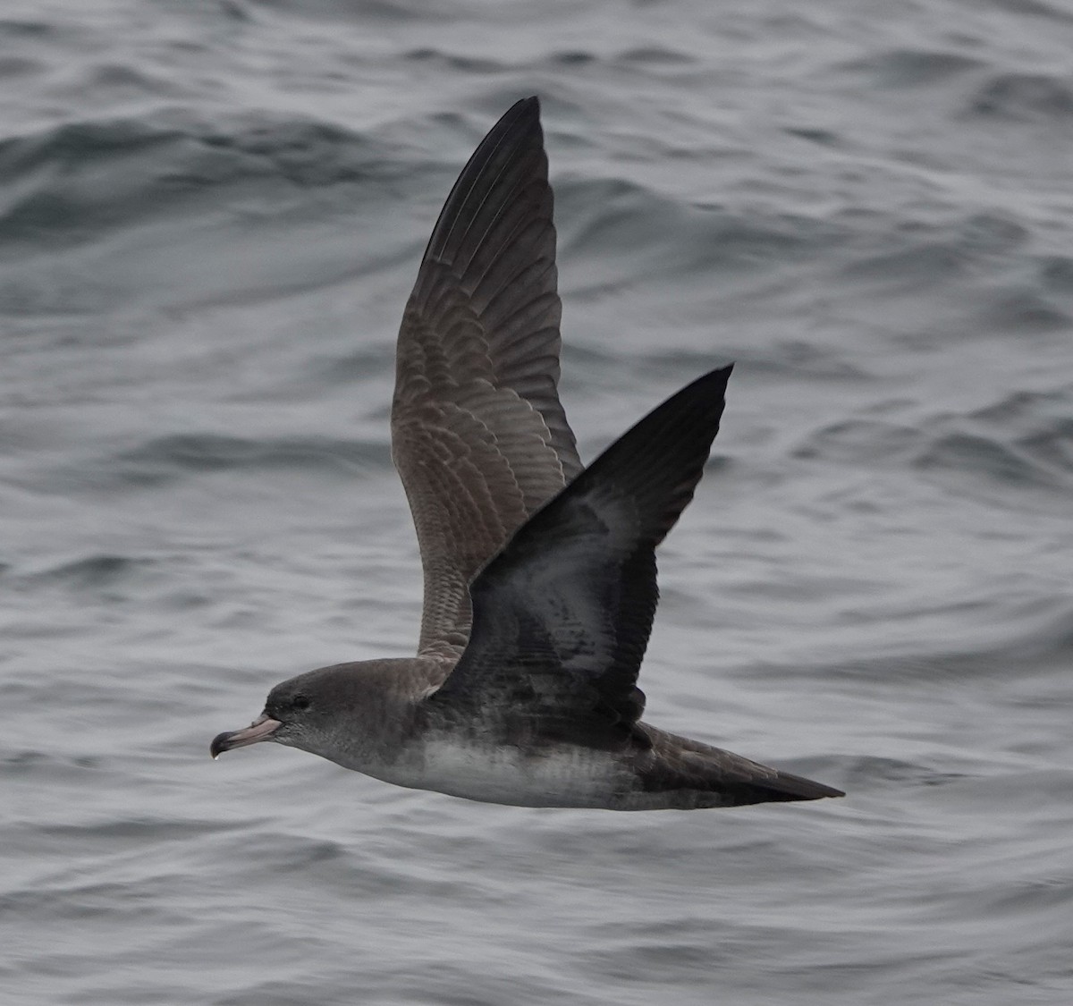 Pink-footed Shearwater - ML475334911