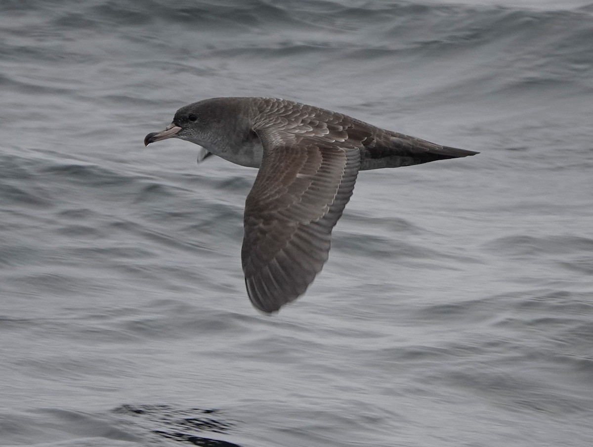 Pink-footed Shearwater - Connor Goff