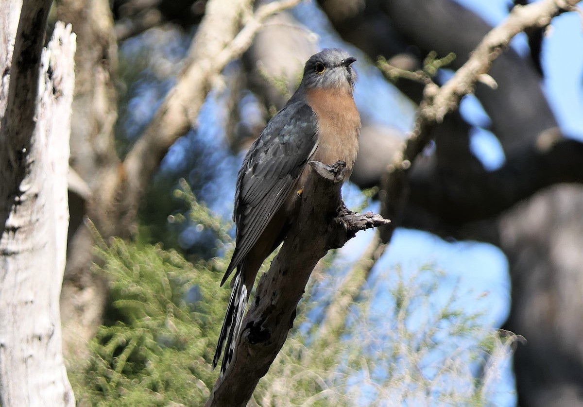Fan-tailed Cuckoo - Don McIvor