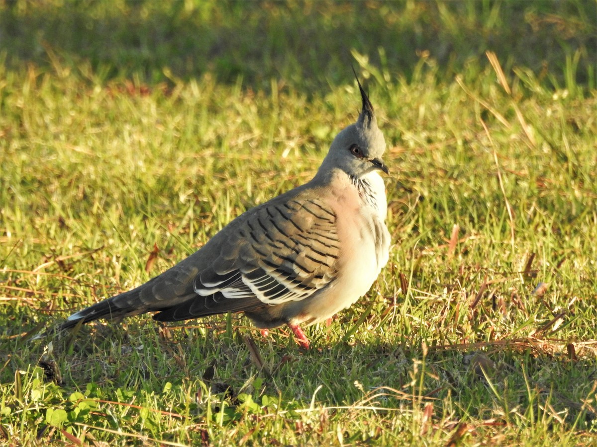 Crested Pigeon - ML475348281