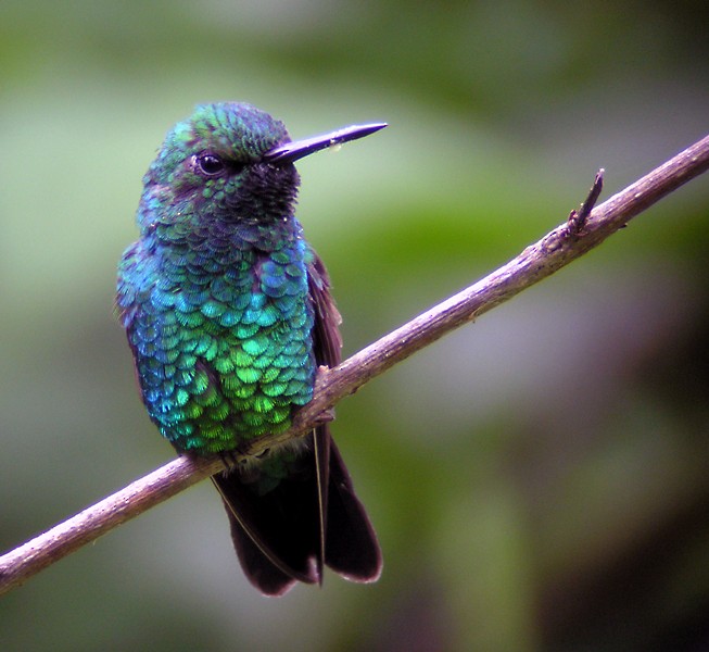kolibřík zahradní - ML475349191