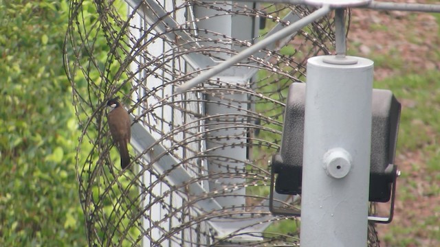  - Red-whiskered Bulbul