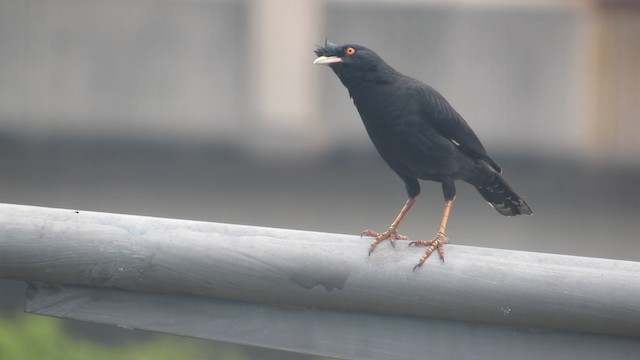  - Crested Myna