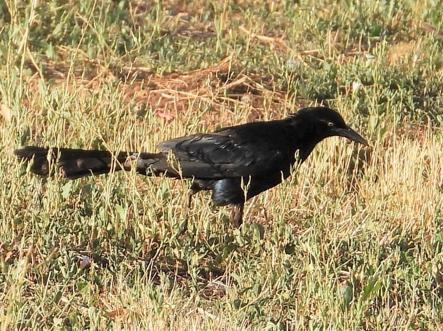Great-tailed Grackle - ML475368051