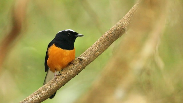  - White-crowned Shama