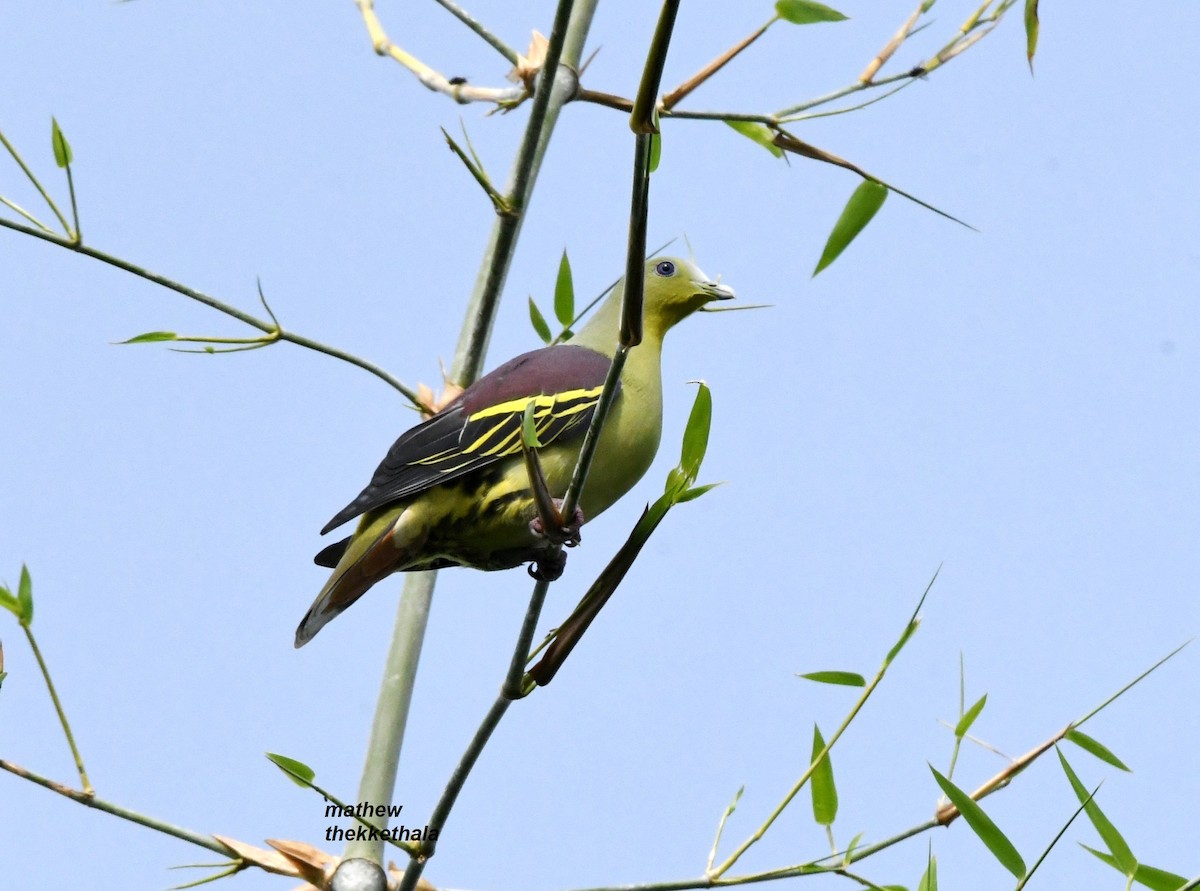 Gray-fronted Green-Pigeon - ML475370381