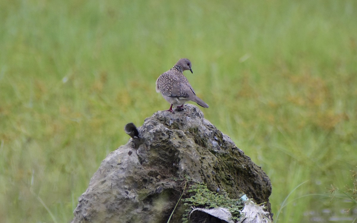 Spotted Dove - ML475380561