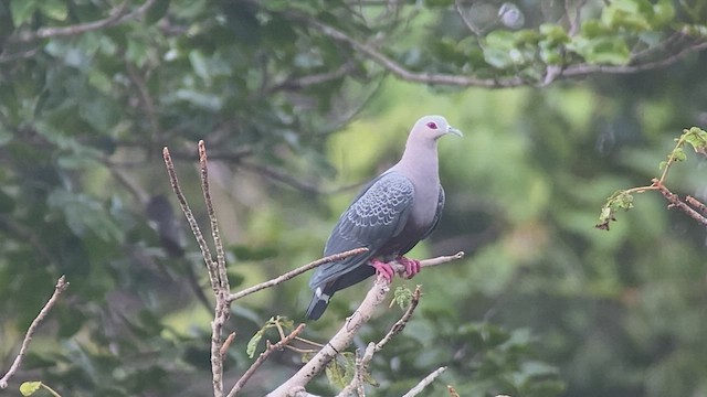 Pinon's Imperial-Pigeon (Gray-headed) - ML475383291