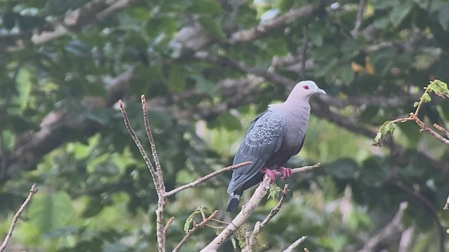 Pinon's Imperial-Pigeon (Gray-headed) - ML475383311