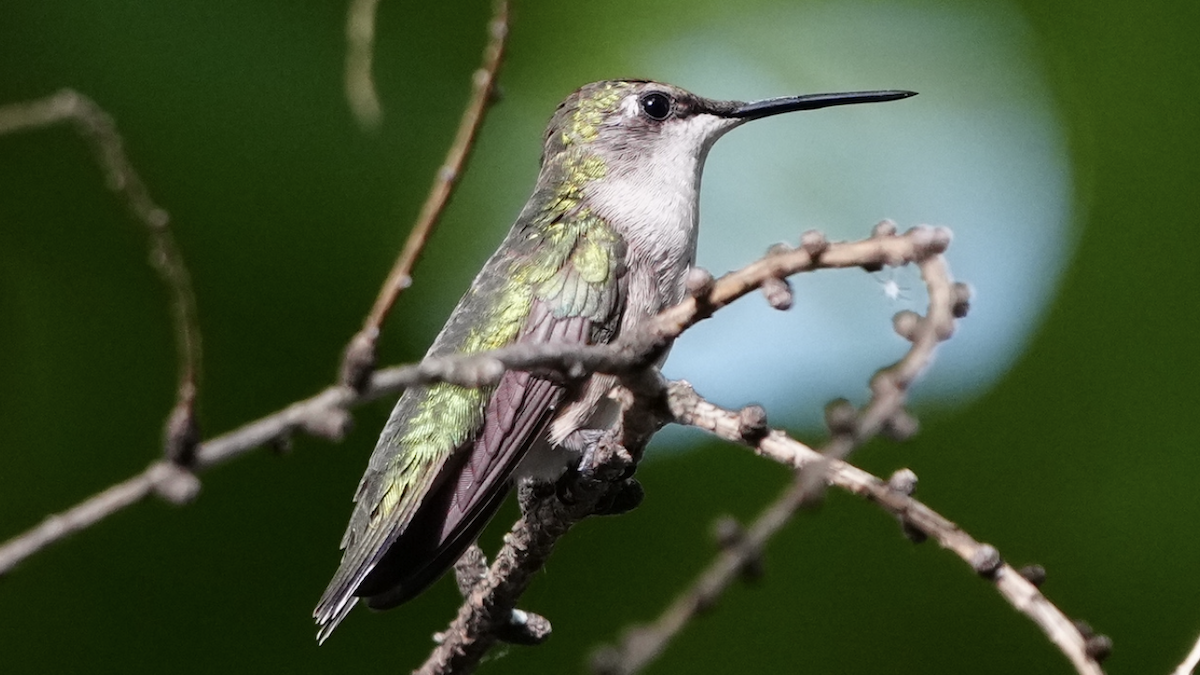 Ruby-throated Hummingbird - ML475387381