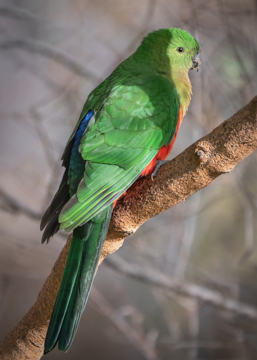 Avustralya Kral Papağanı - ML475388641
