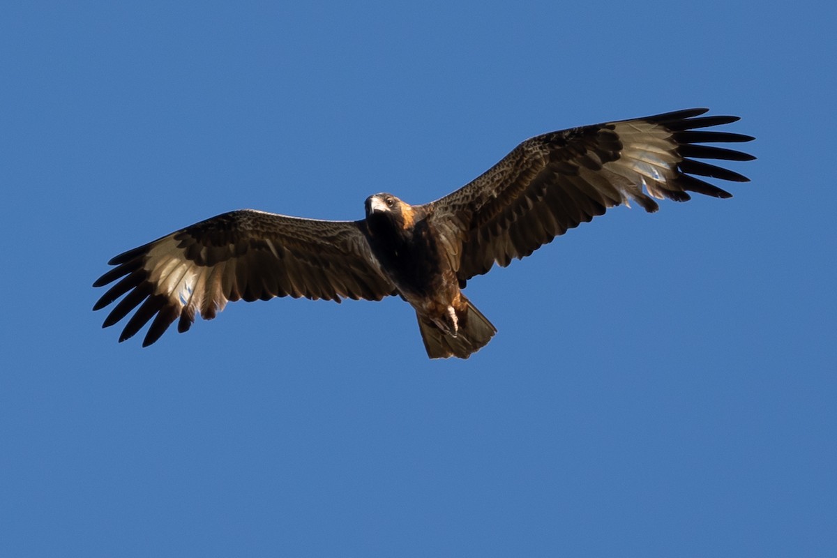 Black-breasted Kite - ML475391451