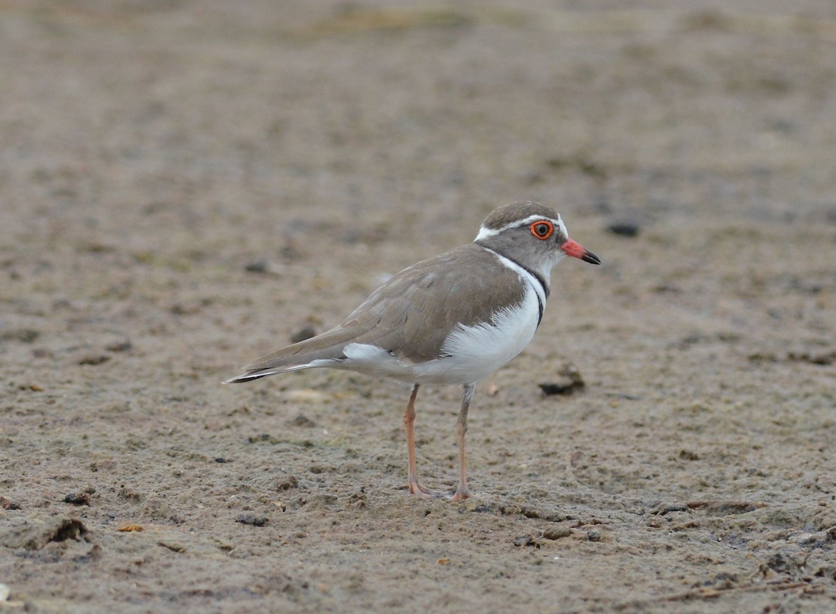 Three-banded Plover - ML475399941