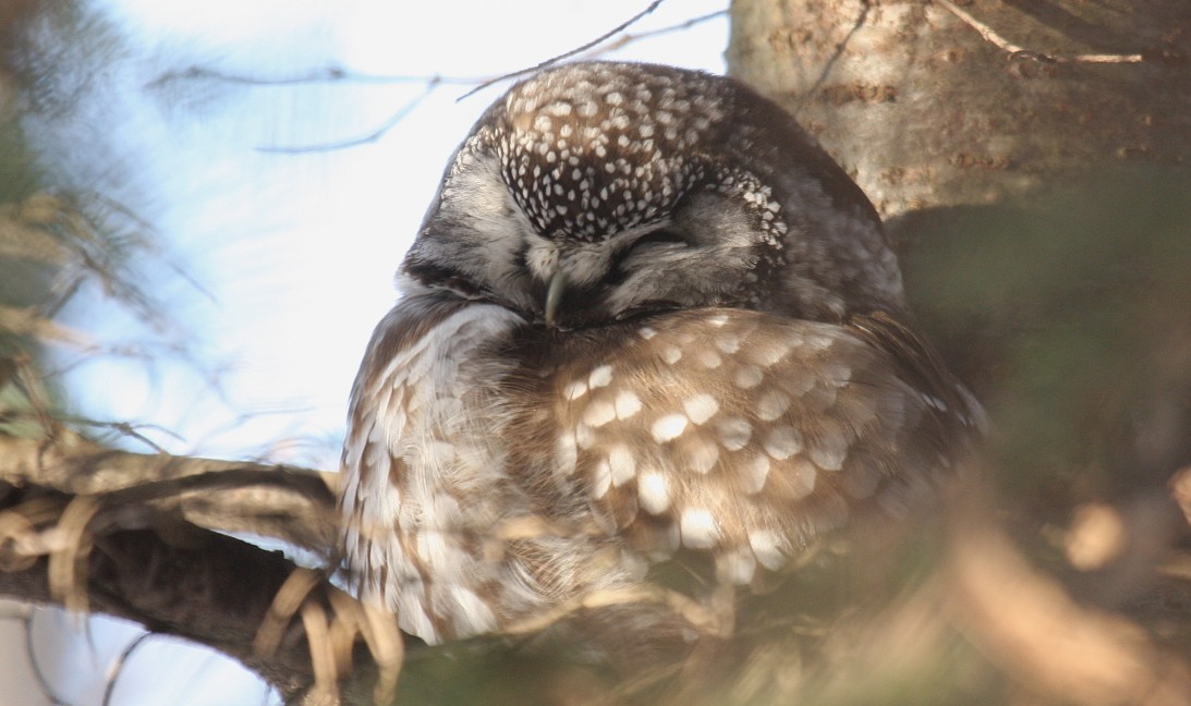 Boreal Owl - Nick Anich