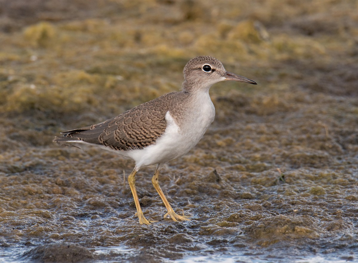 Spotted Sandpiper - Terry & Joanne Johnson