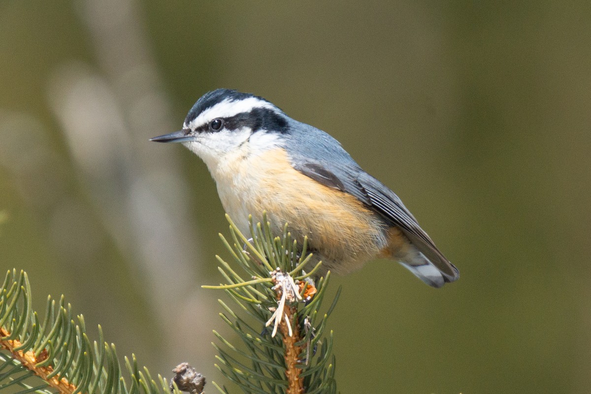 Red-breasted Nuthatch - David Turgeon